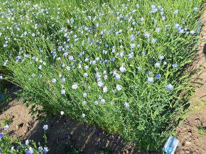 Click for 1 image(s) for this accession.